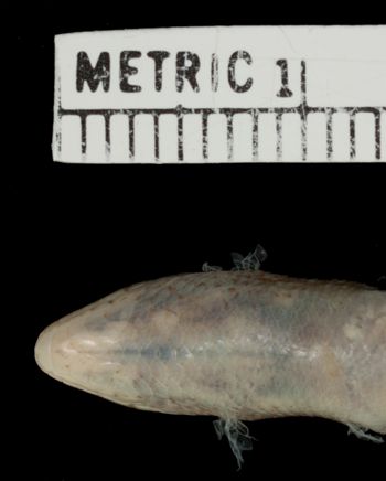 Media type: image;   Herpetology R-25394 Aspect: head ventral